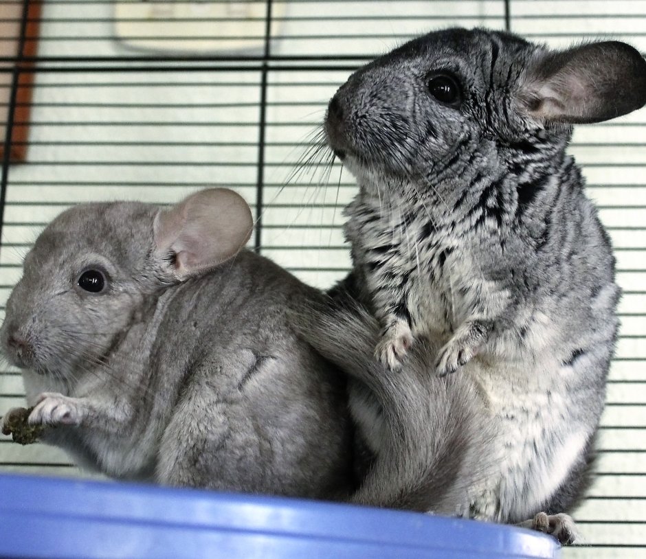 Спаривание шиншилл