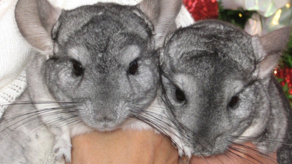 Картинки шиншиллы