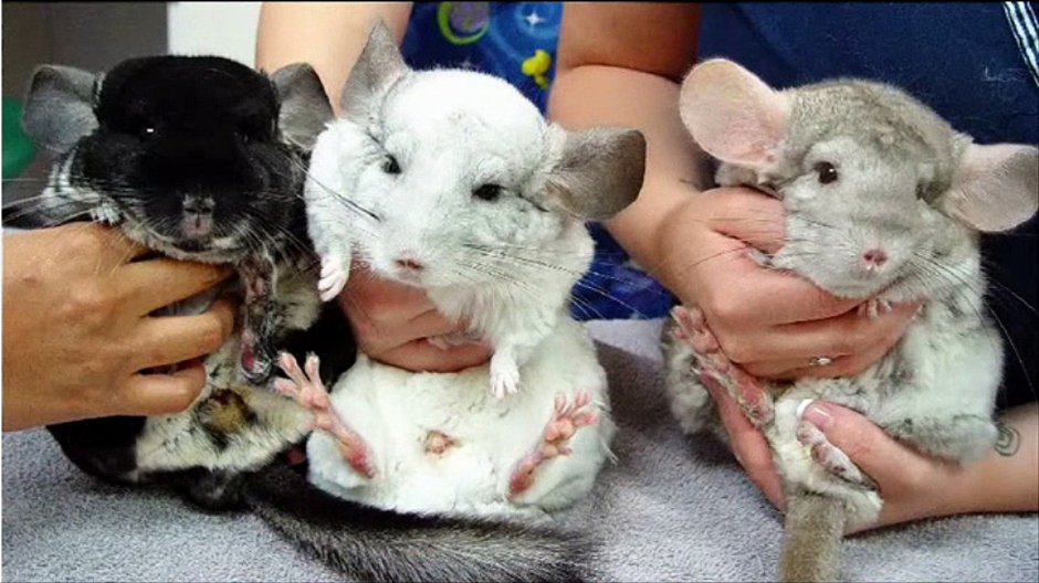 Новорожденная шиншилла