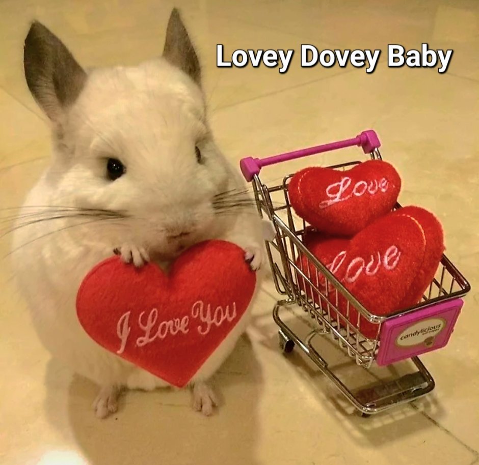 Открытки с шиншиллами