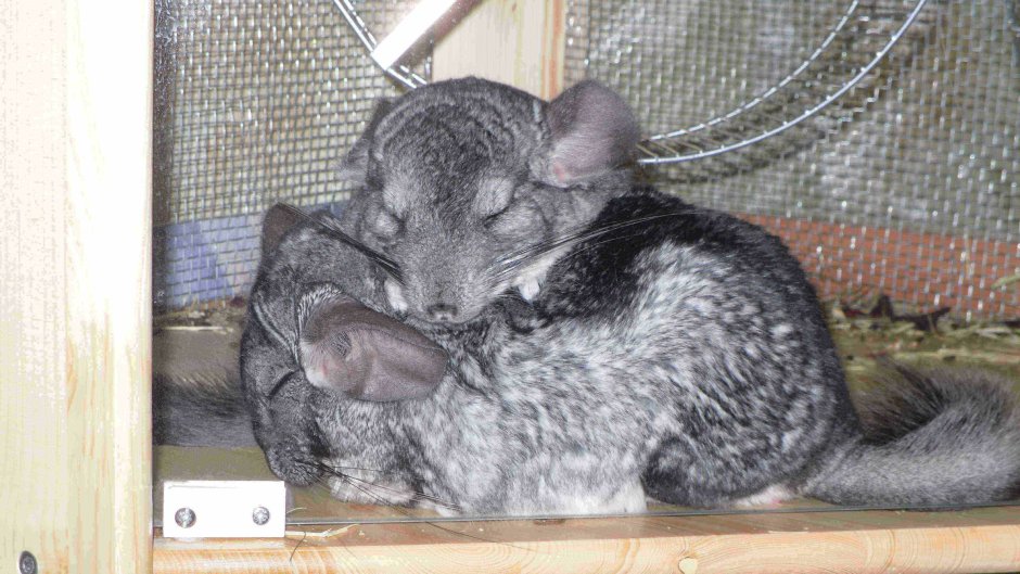 Шиншиллы в дикой природе