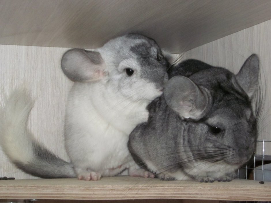 Влюбленные шиншиллы