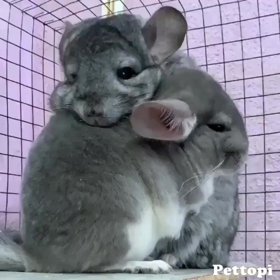 Детеныш шиншиллы