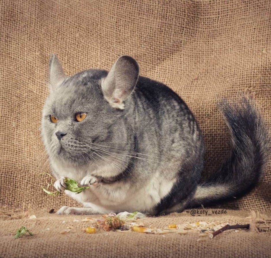 Короткохвостая шиншилла