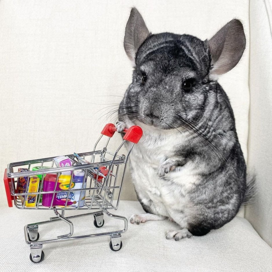 Две шиншиллы