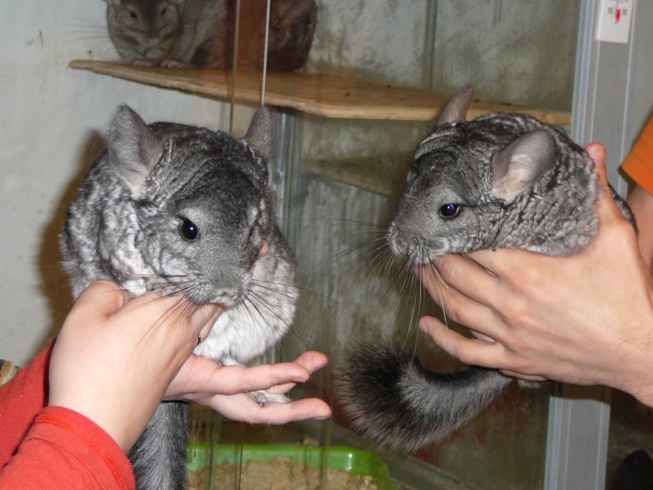 Породы шиншилл