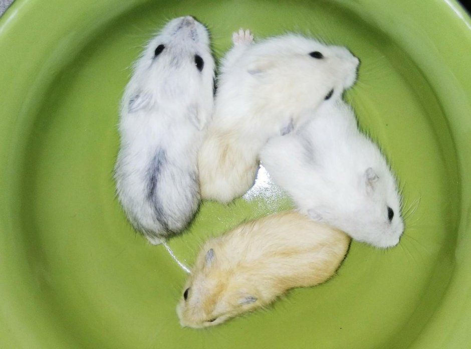 Джунгарики мандарин