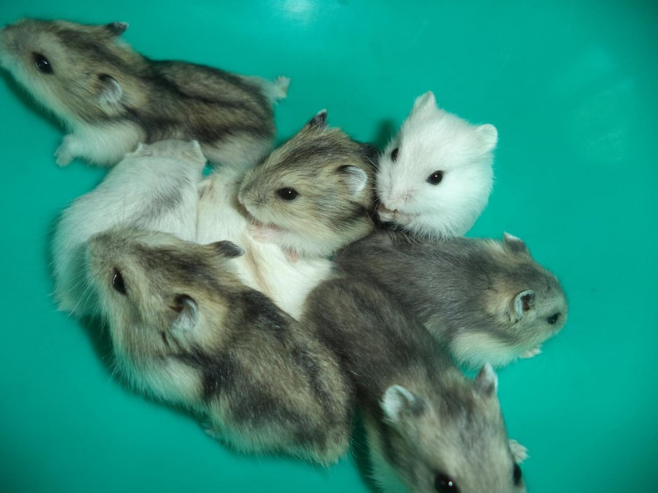 Джунгарский хомяк сапфир