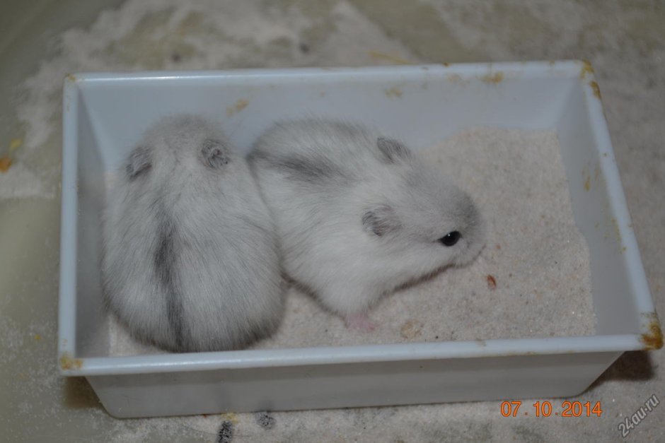 Джунгарский хомяк жемчужный