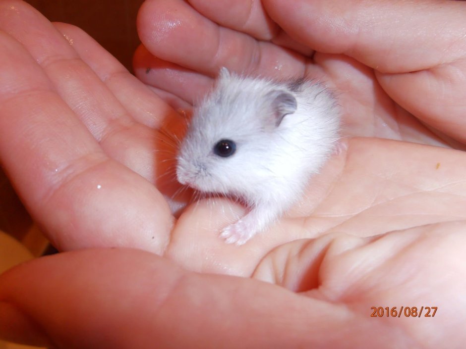 Беленький джунгарский хомяк