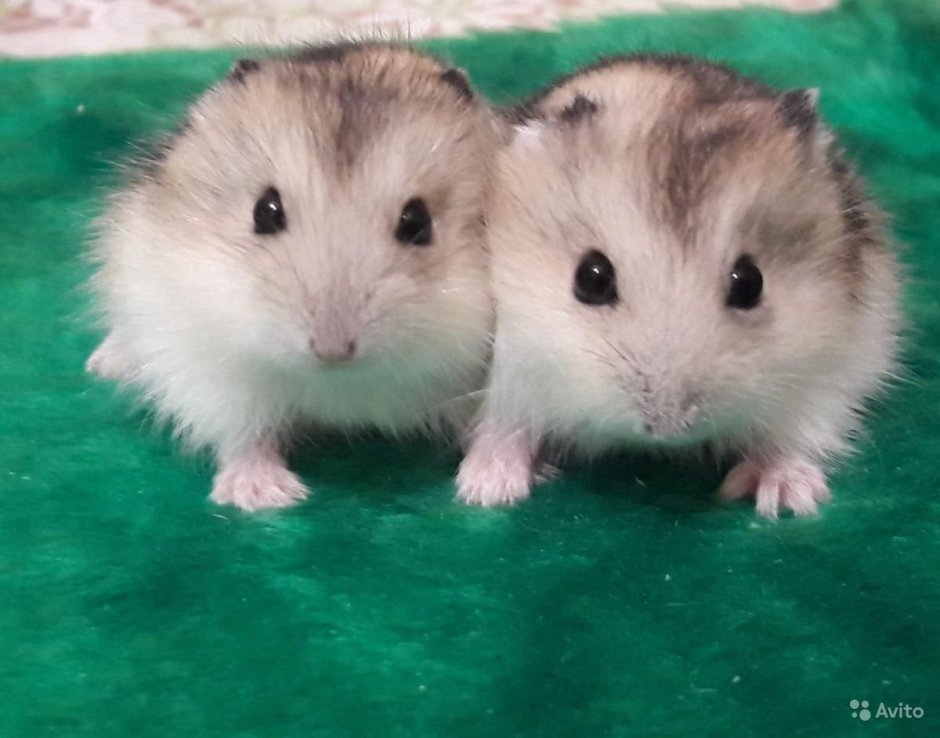 Джунгарский хомяк расцветки