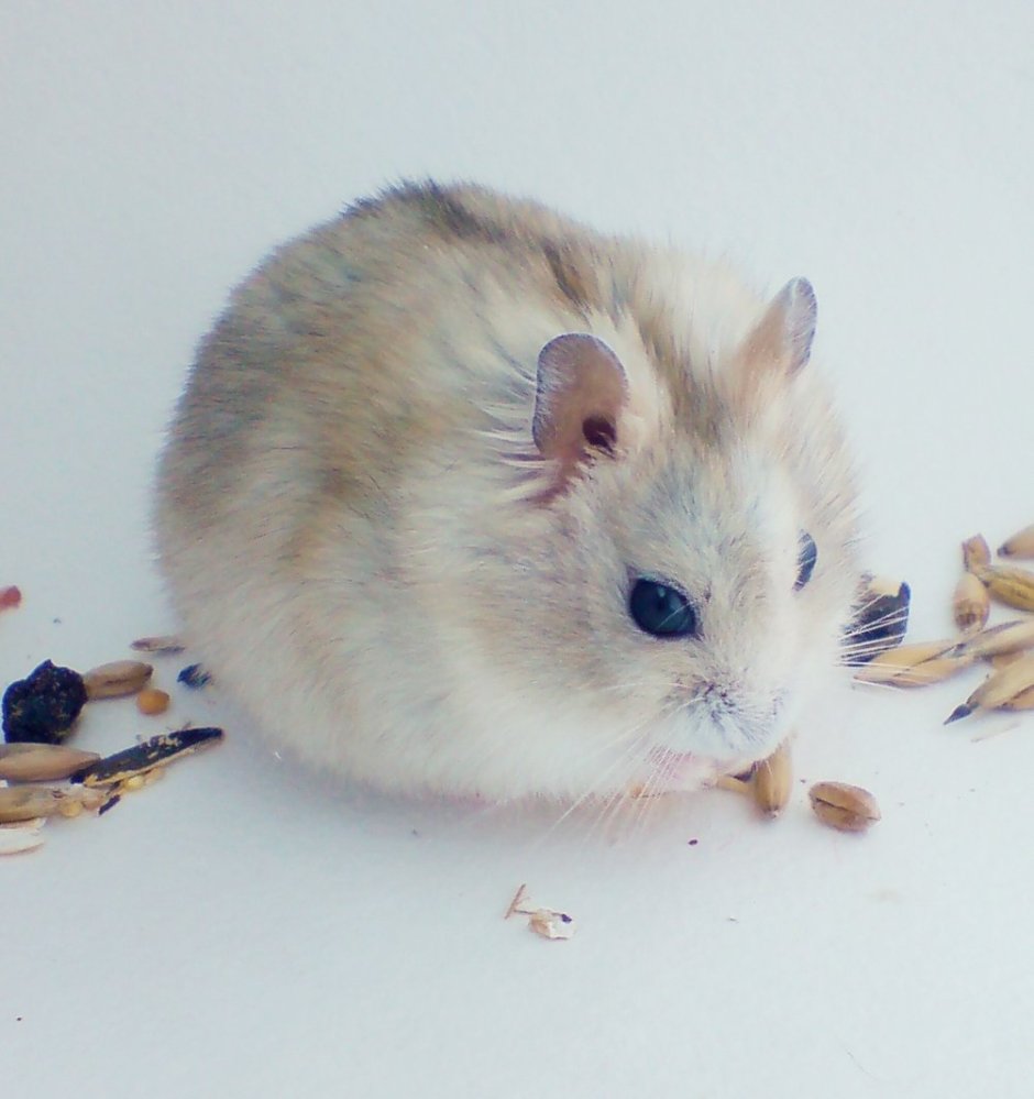 Джунгарский хомяк окрасы