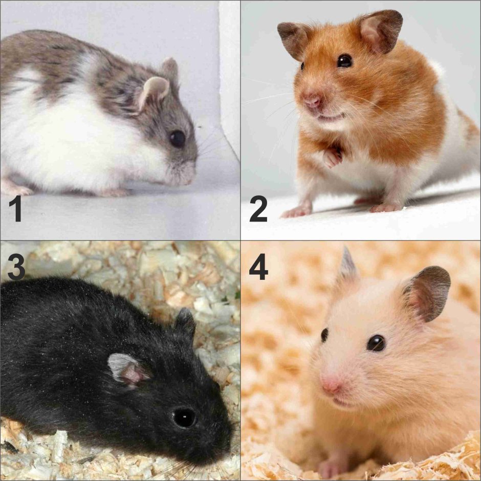 Сирийский хомяк окрасы