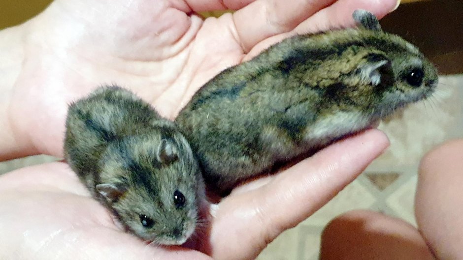 Пятнистые джунгарики