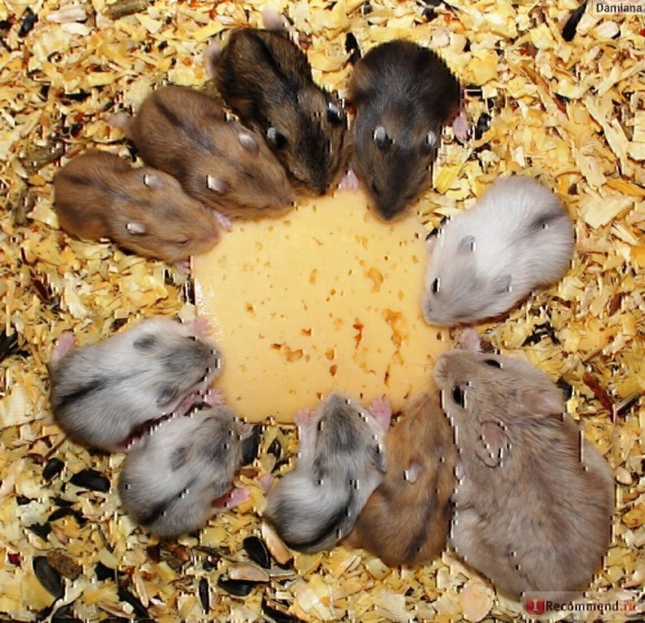 Самые редкие окрасы джунгарских хомяков