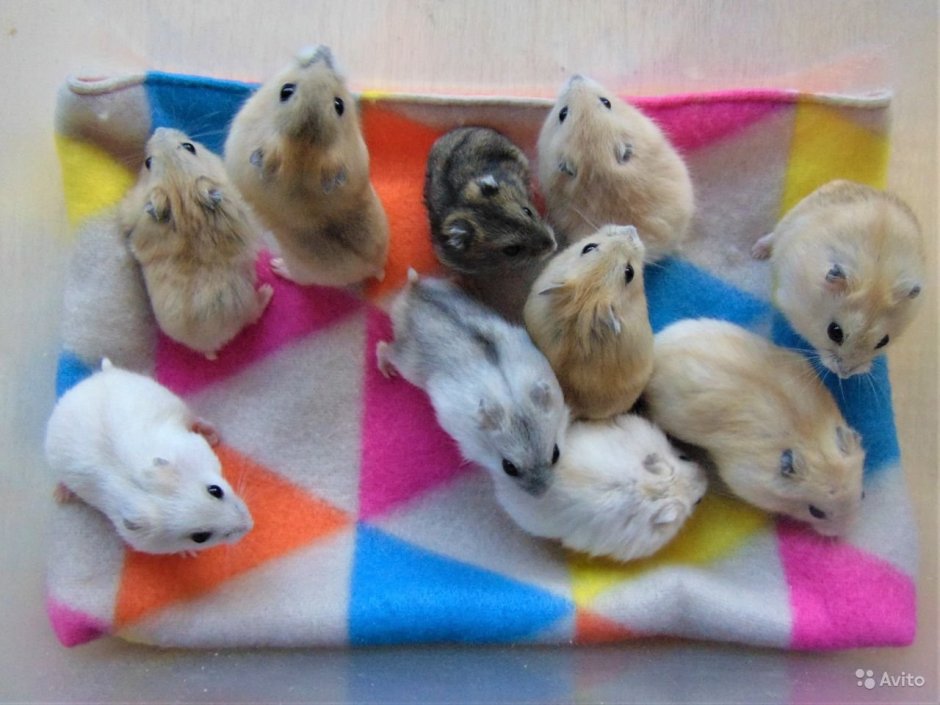 Расцветки хомяков джунгариков