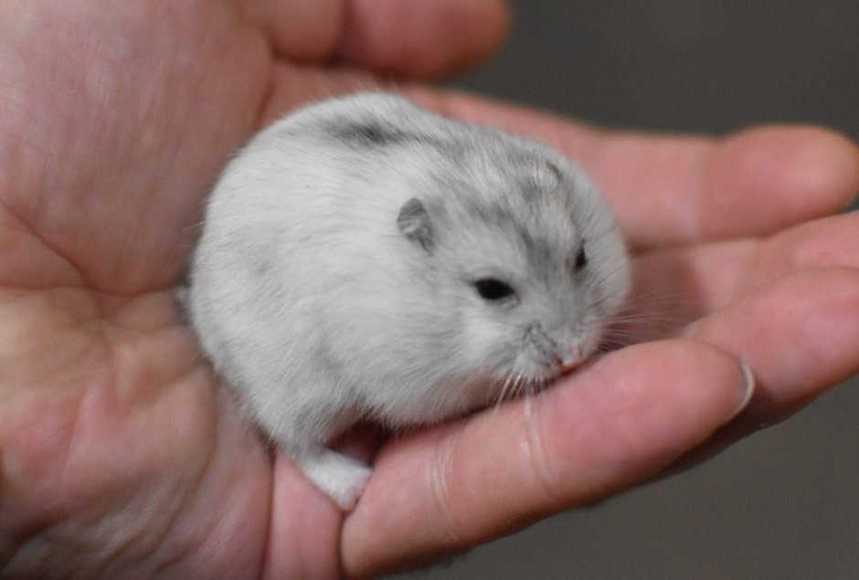 Джунгарский хомячок белый
