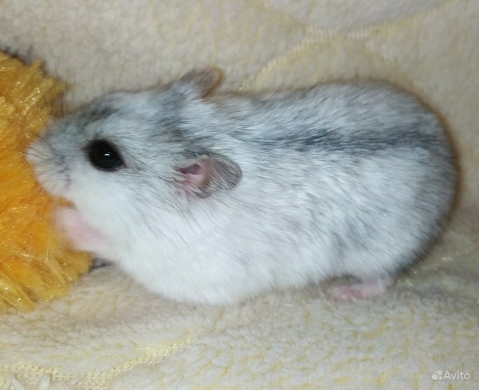 Джунгарики окрас сомфир