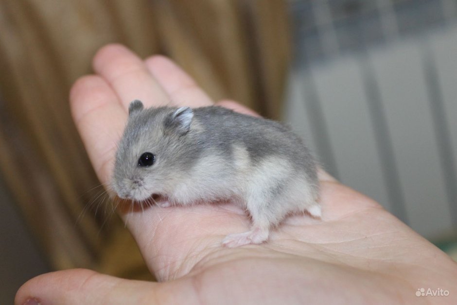 Джунгарский хомяк цвета