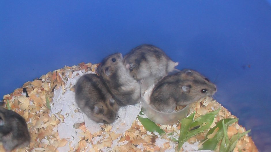 Хомяк джунгарский