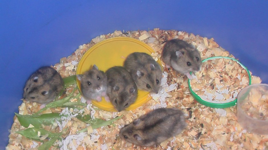 Джунгарский хомяк расцветки