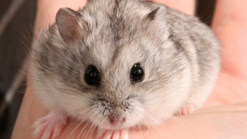 Хомяк Кэмпбелла белый