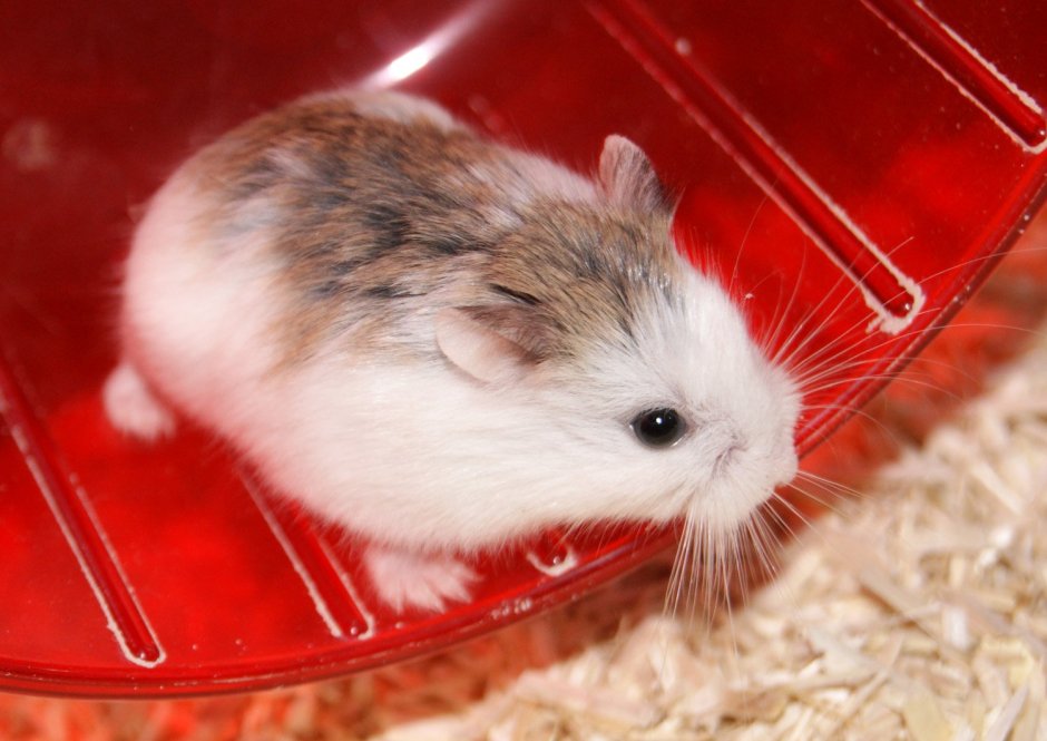 Хомяк Роборовского и джунгарский