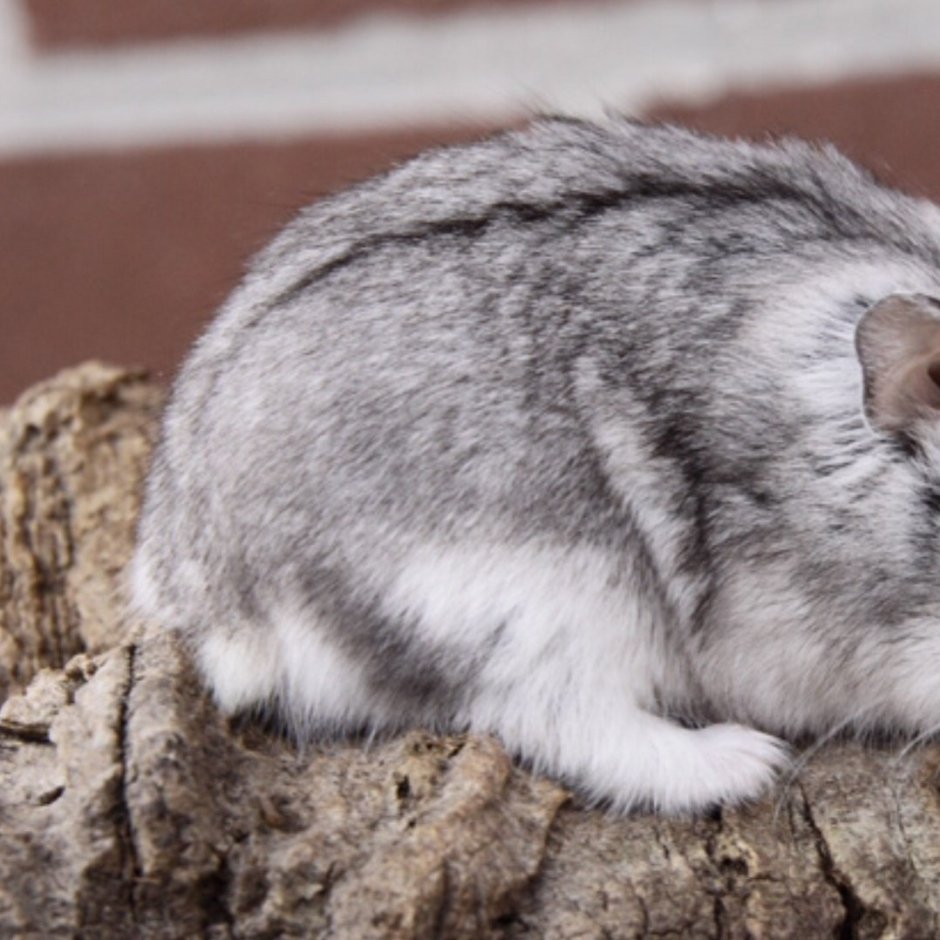 Хомячки породы Кэмпбелл