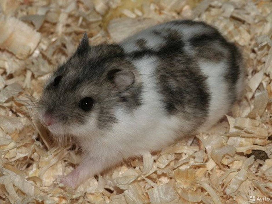 Джунгарский хомяк пятнистый