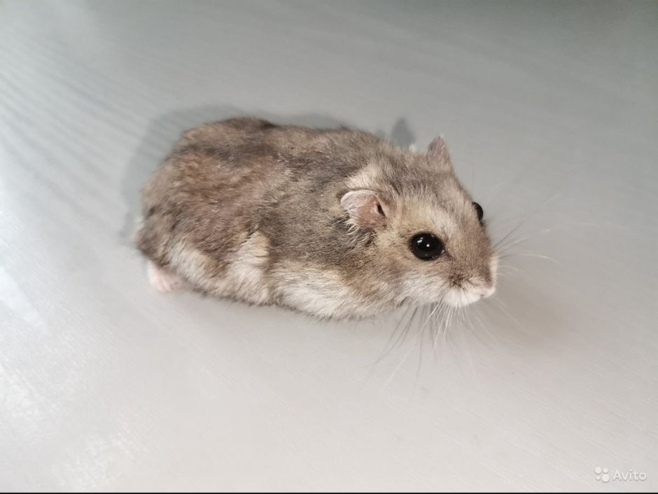 Хомяки джунгарские пепельные