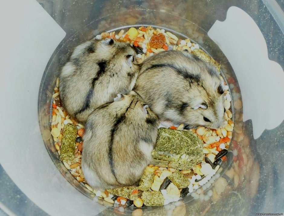 Окрасы джунгарских хомяков