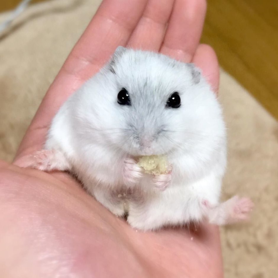 Хомяк джунгарский