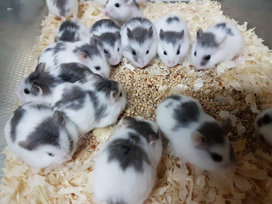 Хомяк Роборовского окрасы