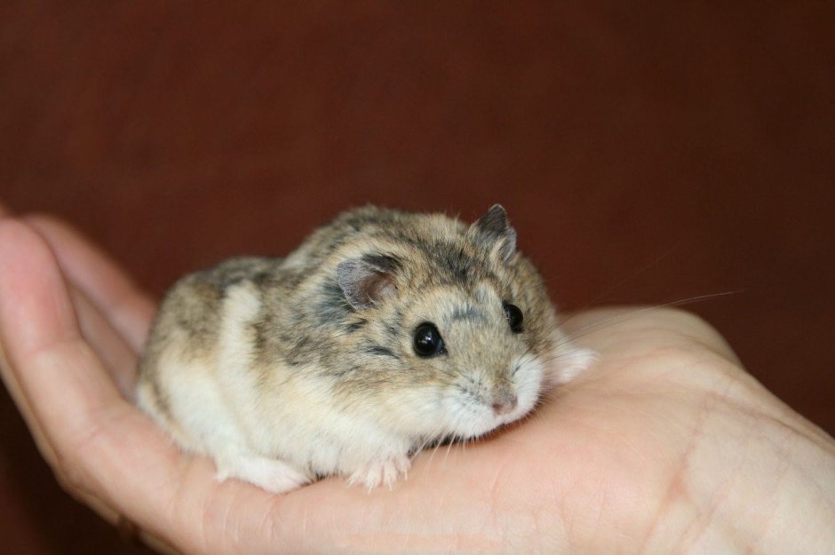 Джунгарский хомячок