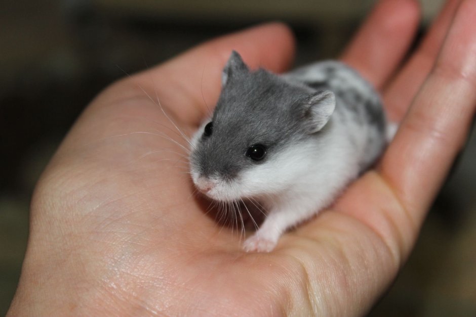 Породы хомяков Роборовского
