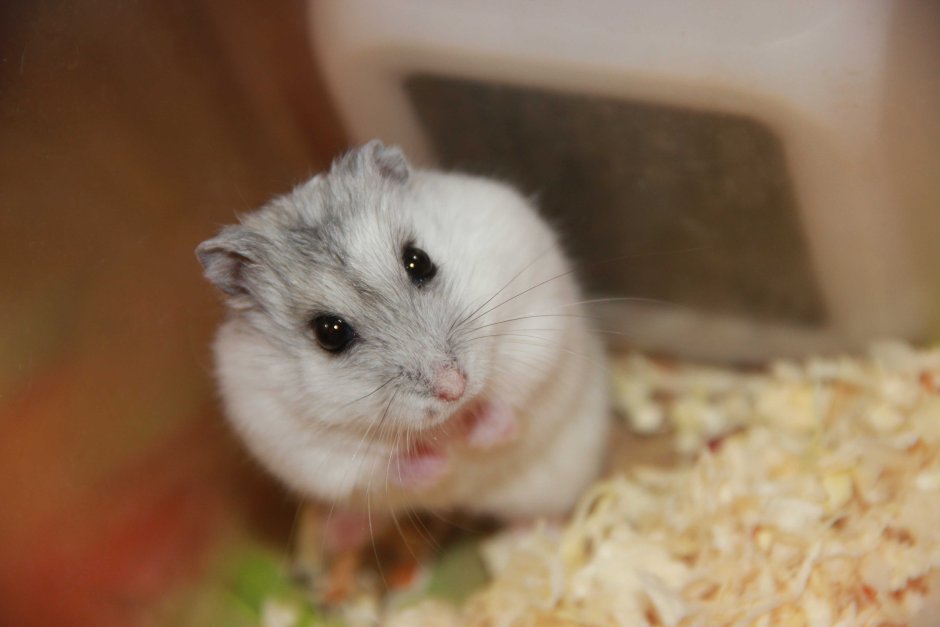 Джунгарский хомяк белый