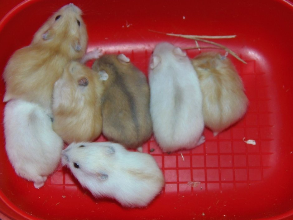 Джунгарский хомячок окрасы