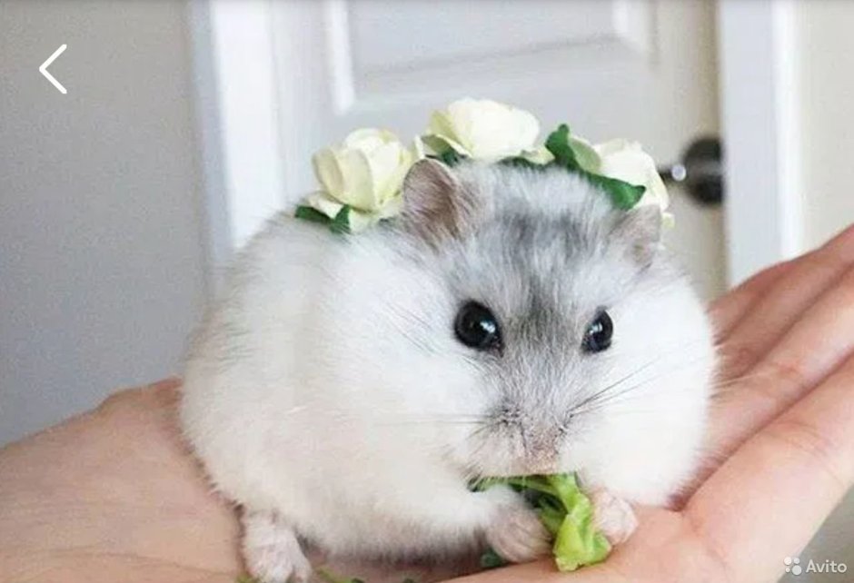 Жемчужный джунгарик