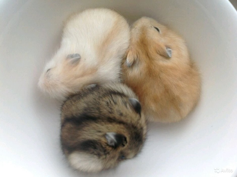 Окрасы джунгарских хомяков мандарин