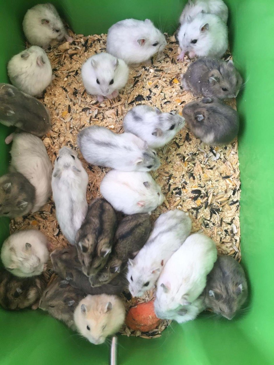 Джунгарский хомяк окрасы