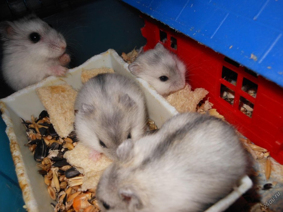 Джунгарский хомяк жемчужный