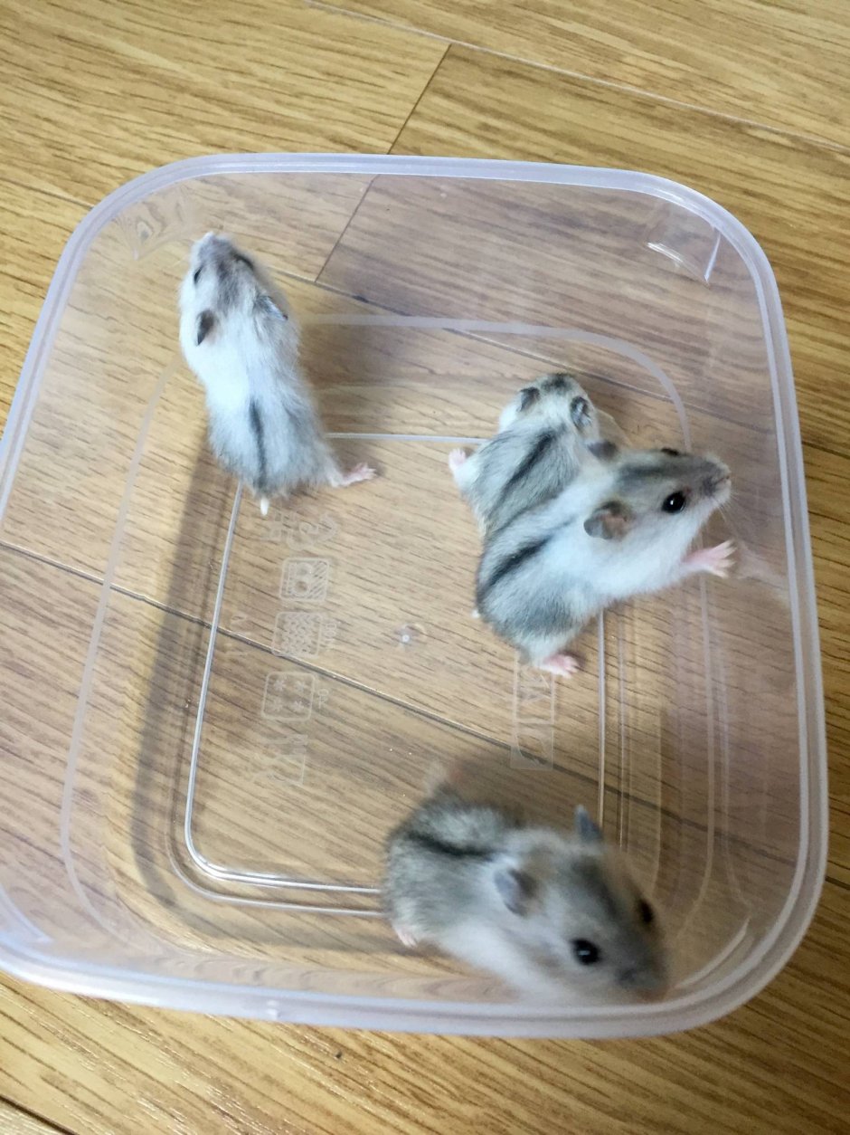 Джунгарский хомячок