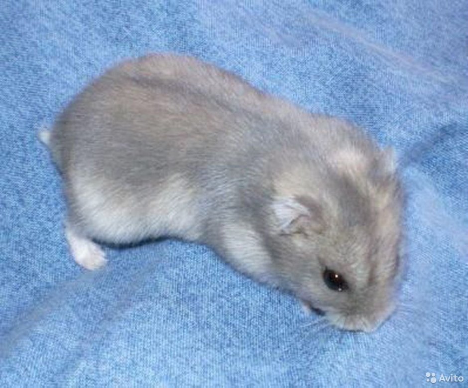 Хомяки джунгарики сапфир