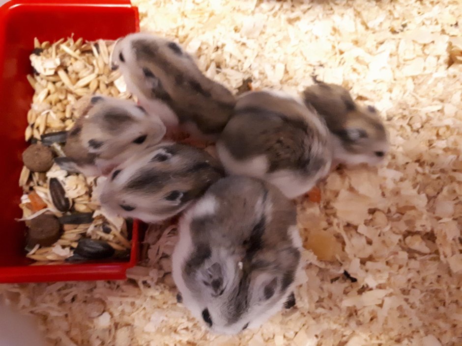 Окрасы хомяков джунгариков