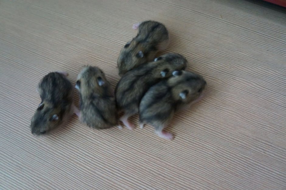 Расцветка джунгариков девочек