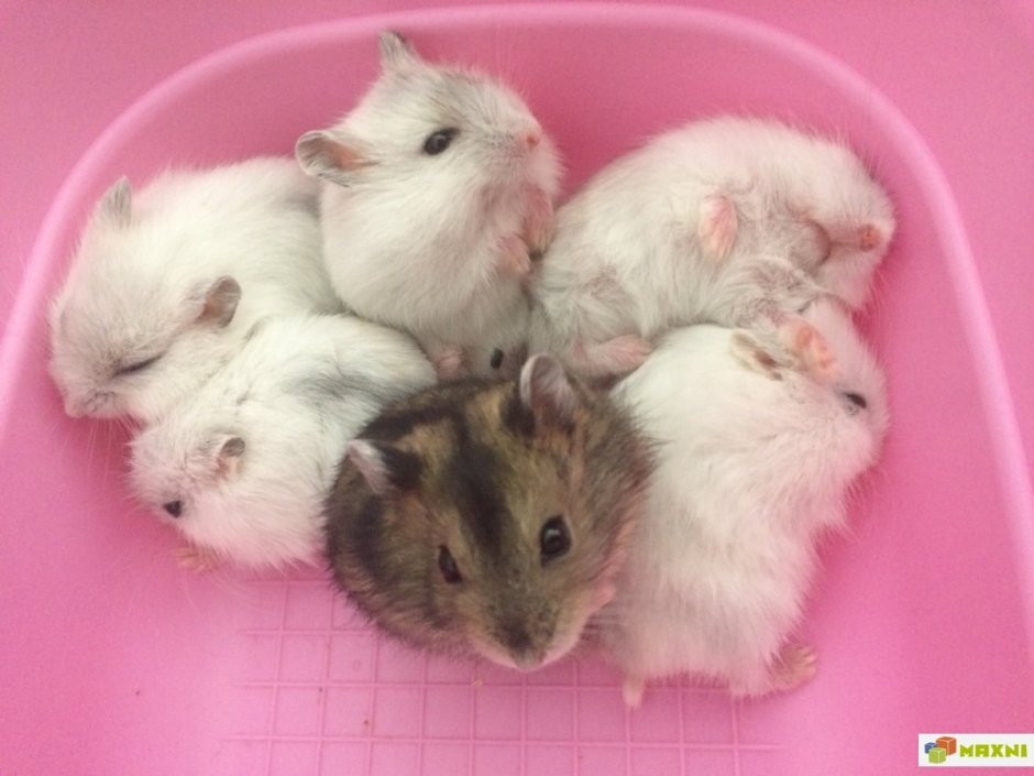 Хомяки джунгарики малыши