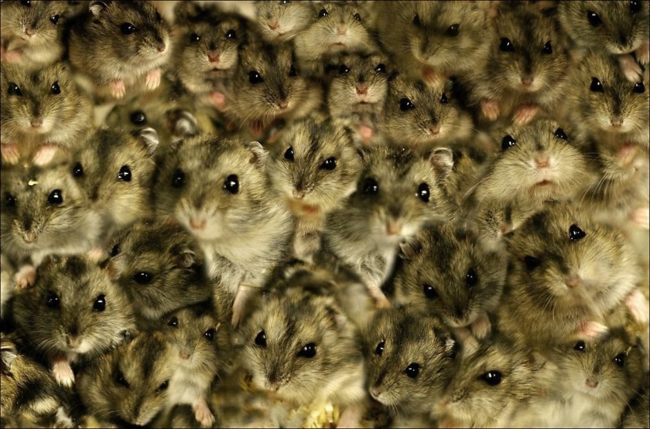 Джунгарский хомяк крупный