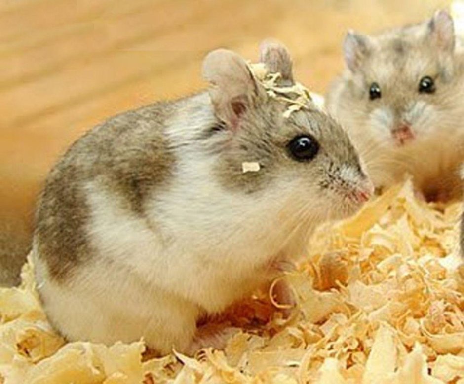 Джунгарские хомяки Кембела