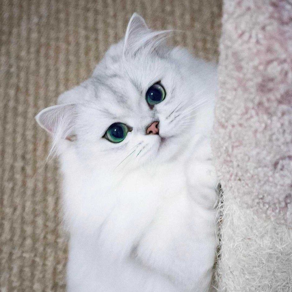 Ангорская шиншилла кошка