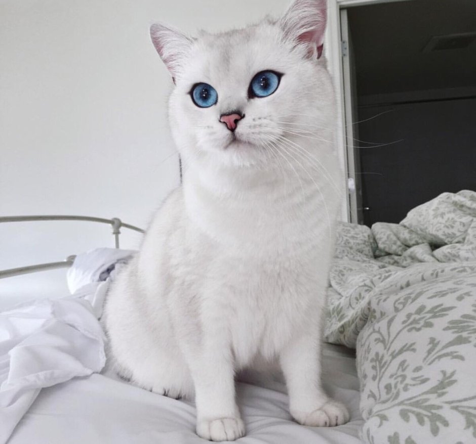 Кошки породы Бурмилла